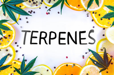 The role of terpenes in CBD and their potential benefits