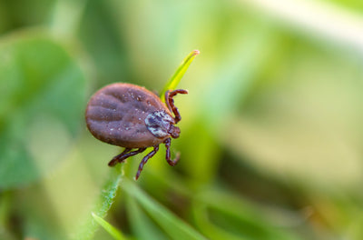CBD and Lyme Disease: What You Need to Know